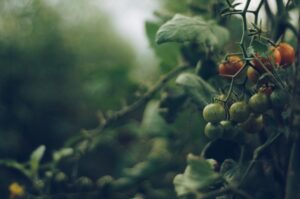 Pěstování divokých rajčat